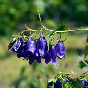Campanule hybride Kent Belle