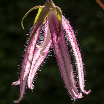 Campanule hybride Pink Octopus