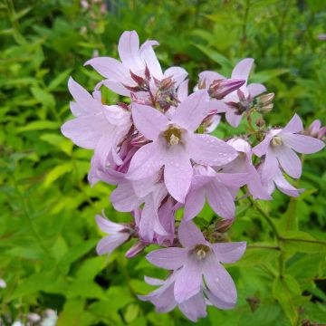 Campanule lactiflora Loddon Anna