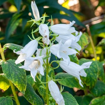 Campanule latifolia var. macrantha alba