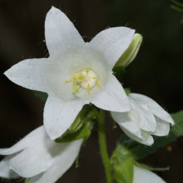 Campanule latifolia var. macrantha alba