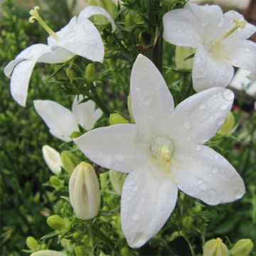 Campanule pyramidalis Alba