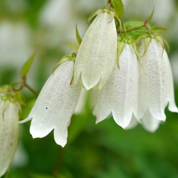 Campanule takesimana - Campanule de Corée