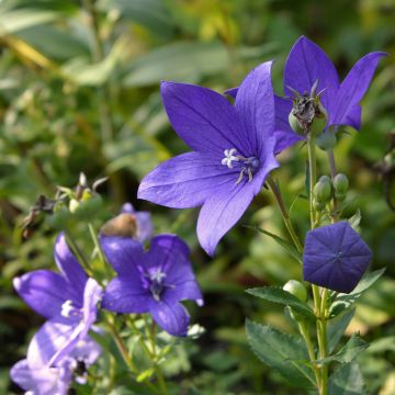 Campanule waldsteiniana