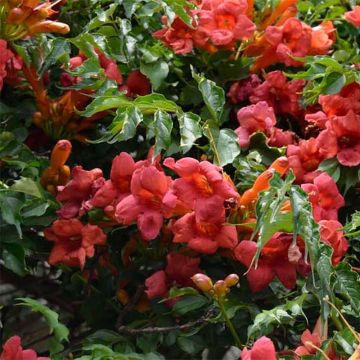 Bignone, Trompette de Virginie Atropurpurea - Campsis radicans