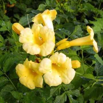 Campsis radicans Yellow Trumpet (= Flava) - Bignone de Virginie