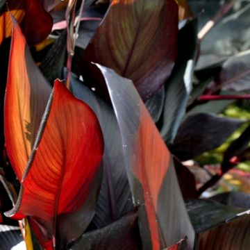 Canna glauca Australis - Balisier d'eau