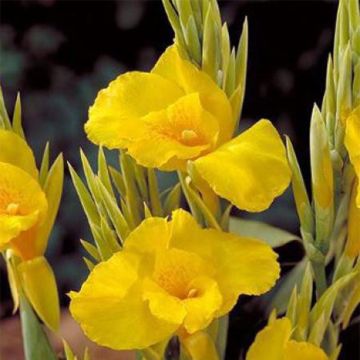 Canna Soleil d'Or - Balisier de taille moyenne, à fleurs jaune d'or éclatant.