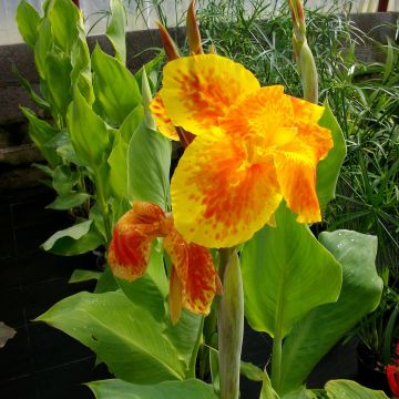 Canna Taroudant - Balisier nain, à fleurs orange vif, largement bordé de jaune.