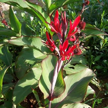 Canna edulis - Canna comestible, Balisier rouge