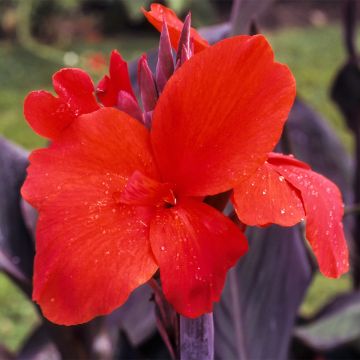 Canna Red Wine - Balisier