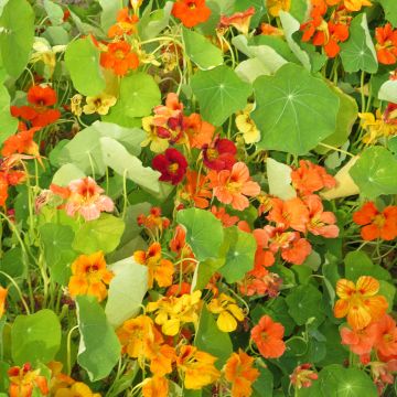 Graines de Capucine grimpante en mélange - Tropaeolum majus