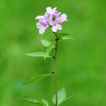 Cardamine bulbifera, Cresson des près