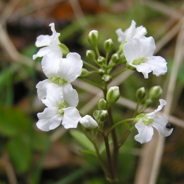 Cardamine trifolia - Cardamine à trois folioles