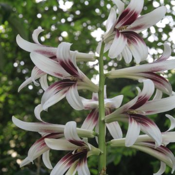 Cardiocrinum giganteum - Lis géant de l'Himalaya