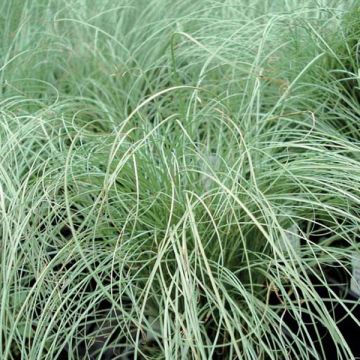 Carex comans Frosted Curls - Laîche