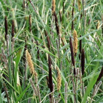 Carex acutiformis - Fausse laîche aigüe