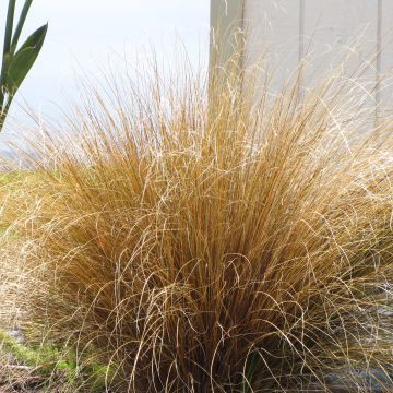 Carex buchananii - Laîche de Buchanan