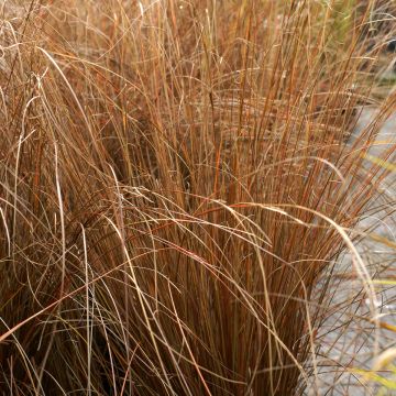 Carex buchananii Red Rooster - Laîche de Buchanan