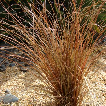 Carex comans - Laîche de Nouvelle-Zélande