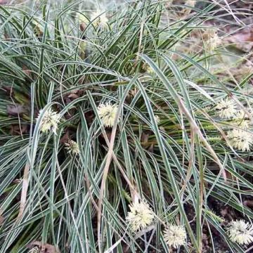 Carex conica Snowline - Laîche de Corée
