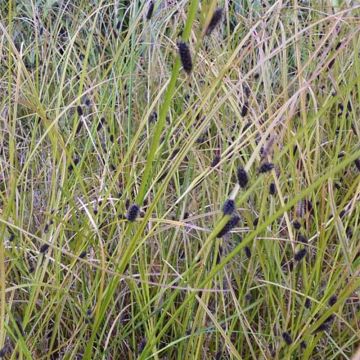 Carex dipsacea - Laîche d'automne