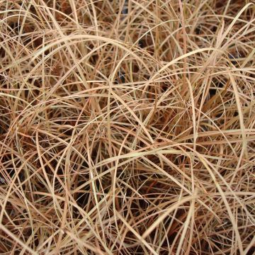 Carex flagellifera - Laîche de Nouvelle-Zélande