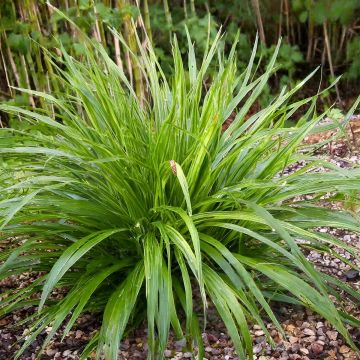 Carex comans Bronco - Laîche de Nouvelle-Zélande 