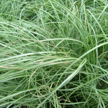 Carex comans Bronco - Laîche de Nouvelle-Zélande 