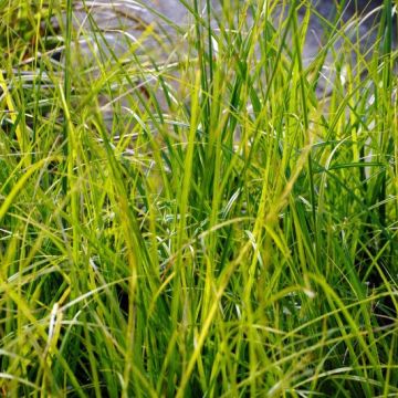 Carex lenta Osaka - Laîche