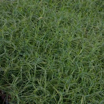 Carex musk. Little Midge-Laîche d'Amérique
