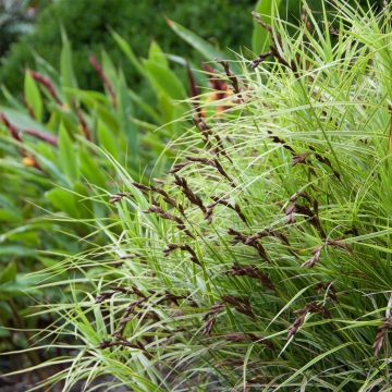 Carex muskingumensis Oehme - Laîche palmée
