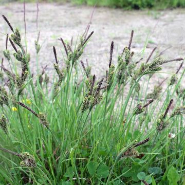 Carex nigra - Laîche noire