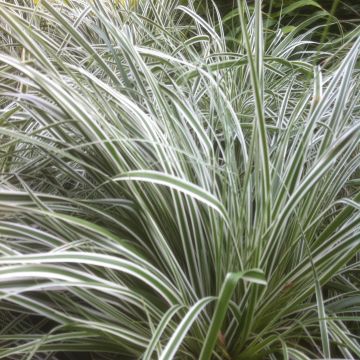 Carex oshimensis Everest - Laîche d'Oshima