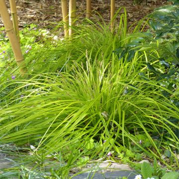 Carex oshimensis Everillo - Laîche d'Oshima