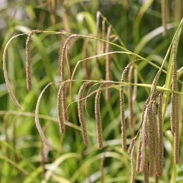 Carex pendula - Laîche pendante