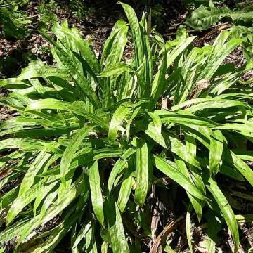 Carex plantaginea - Laîche à feuilles larges