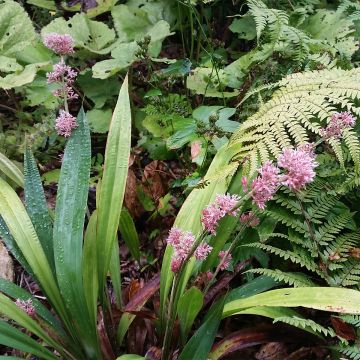 Carex scaposa - Laîche de Chine