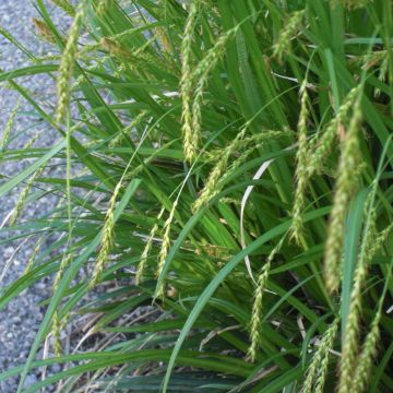 Carex sylvatica - Laîche des bois