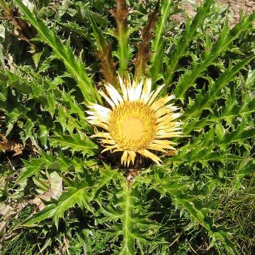 Carlina acanthifolia