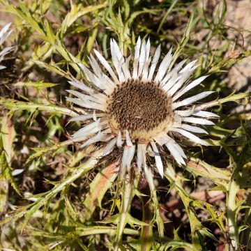 Carlina acaulis ssp. simplex Bronze - Carline des Alpes