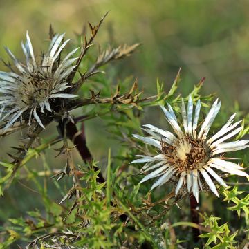 Carlina acaulis ssp. simplex - Carline à tige courte, des Alpes