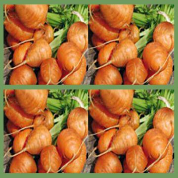 Carotte Paris Market Atlas - Daucus carota 