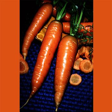 Carotte de Colmar à coeur rouge - Daucus carota