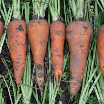 Carotte Boléro F1 - Graines potagères Vilmorin