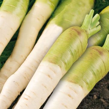 Carotte fourragère blanche à collet vert - Daucus carota