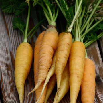 Carotte fourragère jaune du Doubs - Daucus carota