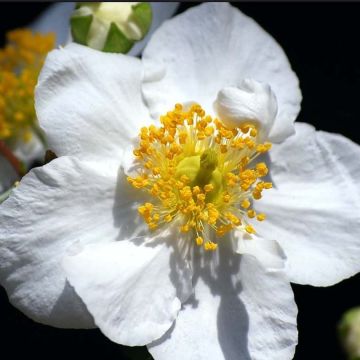 Carpenteria californica Bodnant - Carpentière de Californie