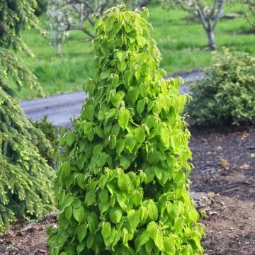 Carpinus betulus Monumentalis - Charme commun