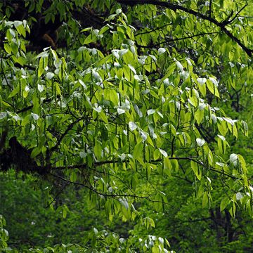 Carpinus fangiana - Charme de Fang